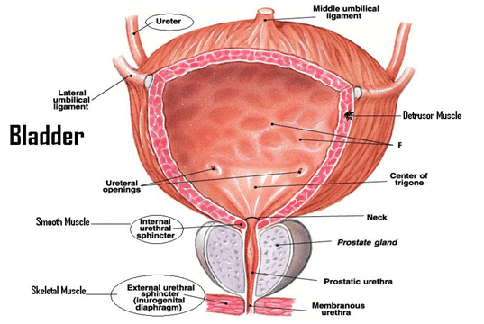 Gynaec Laparoscopic Surgeon in Pune